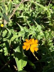 yellow flower with water drops