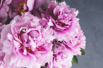 Fresh pink peony flowers in full bloom on gray concrete background.