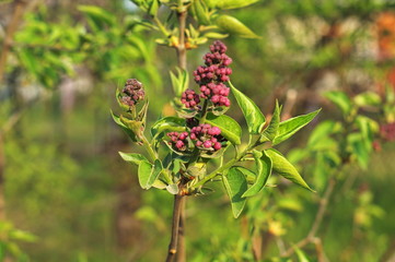 Still not blooming lilac flowers, violet lilac flower background or organic natural texture