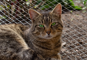 Home tabby cat with beautiful green eyes.