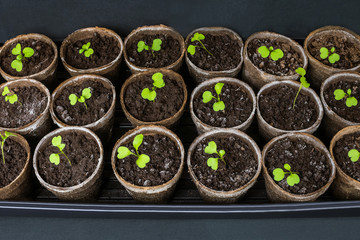 Close-up view of arugula cotyledons