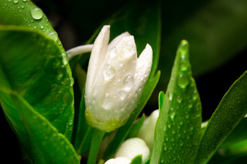 Lemon flower shot at night with waterdrops