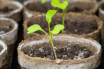 Close-up view of arugula cotyledons