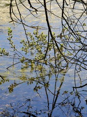 Frühlingsäste hängen in den Teich