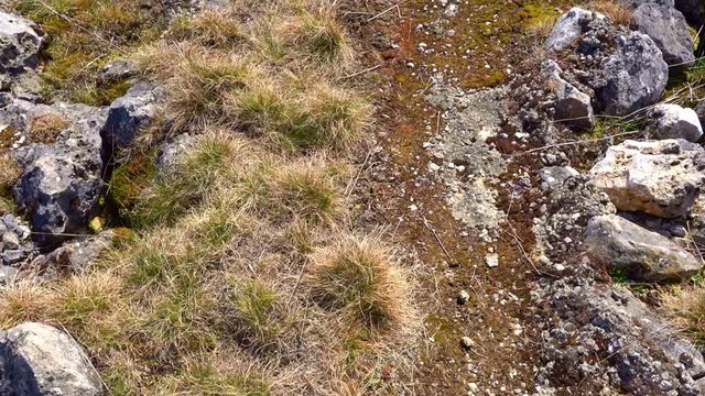 path leading through the stones