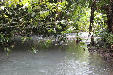 jungle, jungla, selva, tropical, bosque tropical, Costa Rica