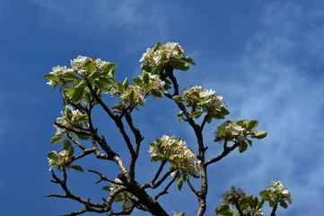A beautiful sunny garden with blooming cherry, apple, pear and peach trees. Spring flowers in bloom. Orchard with white and pink flower branches. Beauty of nature.