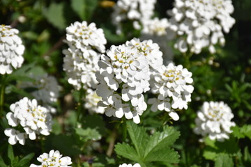 Weiße Blumen