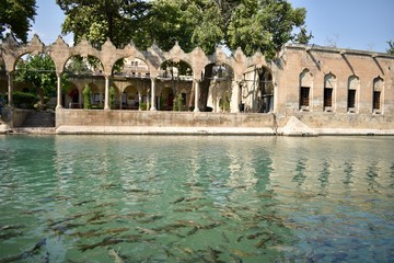 Fish lake in Sanliurfa Turkey is being visited by many people