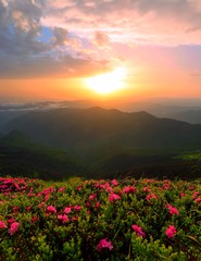 vertical summer sunrise landscape in Europe,  blooming pink rhododendrons flowers,, wonderful dawn sunlight, scenic floral nature image, Europe, Carpathians, border Ukraine - Romania, Marmarosy