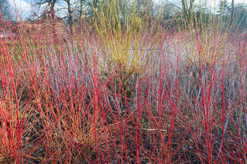 Vivid Midwinter Fire (Cornus sanguinea) stems on a cool Winter’s day.