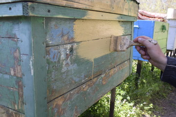 A man paints an old beehive with a brush in yellow. Wooden beehive in the apiary.