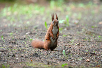 The squirrel sits on the ground