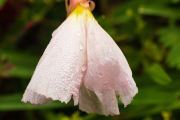 Dewey delicate pale pink evening primrose (Oenothera speciosa) buttercup in early morning light