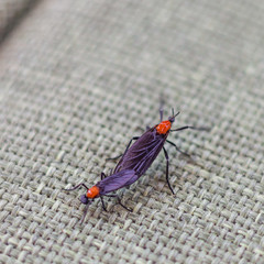 Lovebugs (Plecia nearctica), also known as march fly, honeymoon fly or double-headed bug, are...