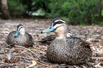 Pacific black duck, Anas superciliosa, resting amongst fallen leaves, Kennett River, Australia.