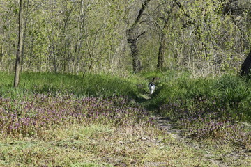 Obraz na płótnie Canvas Black and white cat walks along a trail among tall grass and trees.