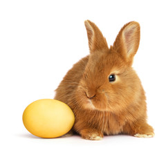 Adorable fluffy Easter bunny and dyed egg on white background