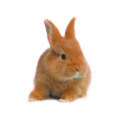 Fototapeta premium Adorable fluffy Easter bunny on white background