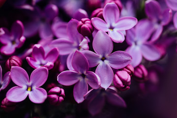 Naklejka na ściany i meble Lilac blossom in spring. Macro shot of a lilac in spring.