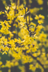 Forsythia yellow flowers close-up. Floral background. Nature. Bloom.