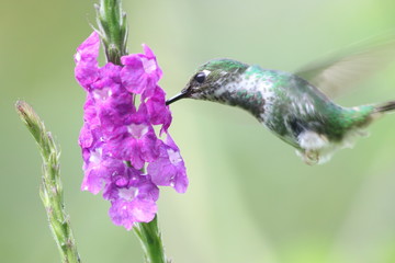 NATURALEZA, VIDA Y DETALLES © Luisalfonso