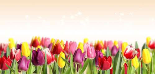 Many beautiful tulips on light background. Banner design - obrazy, fototapety, plakaty