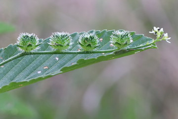 NATURALEZA, VIDA Y DETALLES