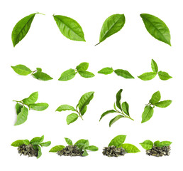 Set of dry and fresh tea leaves on white background