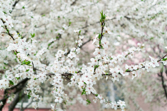 Cherry blossoms. Very beautiful floral background. Background of flowering trees. Spring landscape. Floral background. Spring background. Cherry blossoms in the spring on the street. © Natasha Pakhomova