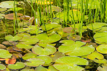 Froschteich