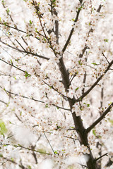 Cherry blossoms. Very beautiful floral background. Background of flowering trees. Spring landscape. Floral background. Spring background. Cherry blossoms in the spring on the street.