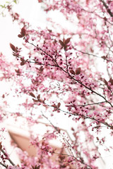 Cherry blossoms. Very beautiful floral background. Background of flowering trees. Spring landscape. Floral background. Spring background. Cherry blossoms in the spring on the street.