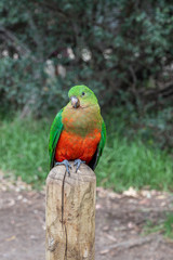 Female Australian King Parrot, Alisterus scapularis, perched on a fence post, Kennett River, Victoria, Australia