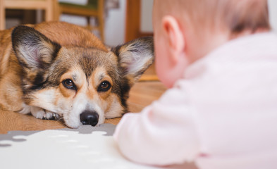 Welsh corgi pembroke dog lying down and looking at a toddler baby with love and passion