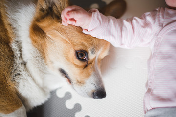 Welsh corgi pembroke dog lying down and looking at a toddler baby with love and passion, baby touching the dog with its hand