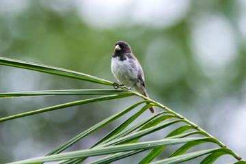 Dubois s Seedeater photographed in Caparao, Espirito Santo. Southeast of Brazil. Atlantic Forest Biome. Picture made in 2018.