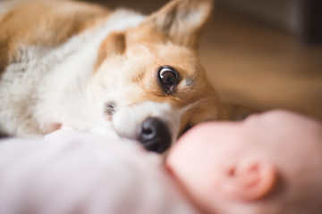 Welsh corgi pembroke dog lying down and looking at a toddler baby with love and passion, baby touching the dog with its hand