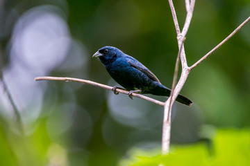 Blue black Grassquit photographed in Caparao, Espirito Santo. Southeast of Brazil. Atlantic Forest Biome. Picture made in 2018.