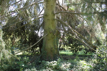 Naklejka premium Old large pine tree trunk