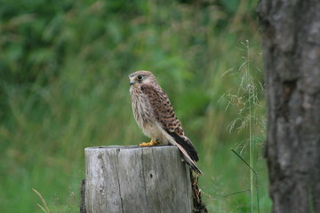 Common kestrel (Falco tinnunculus) portrait in garden