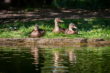 Three Ducks on a Riverbank © lemanieh