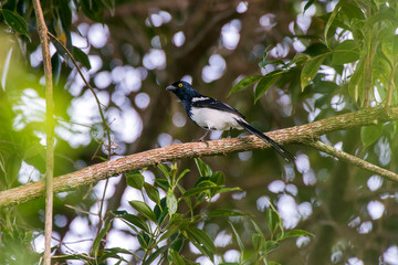 Magpie leverianus photographed in Caparao, Espirito Santo. Southeast of Brazil. Atlantic Forest Biome. Picture made in 2018.