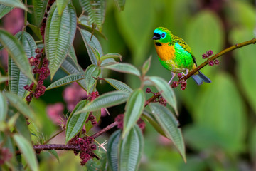 Brassy breasted Tanager photographed in Caparao, Espirito Santo. Southeast of Brazil. Atlantic Forest Biome. Picture made in 2018.