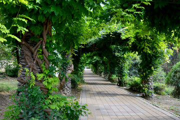Fototapeta na wymiar stone path in the park beautiful avenue of green plants