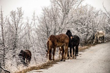 Horses in the snow Poroia Greece