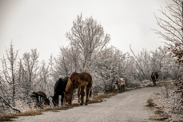 Horses in the snow Poroia Greece