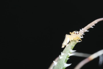 Naturaleza, vida y detalles