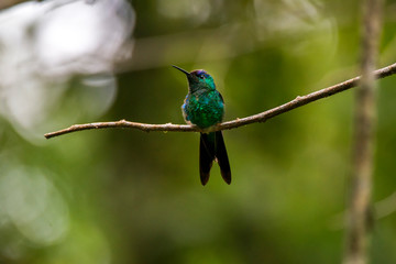 Violet capped Woodnymph photographed in Caparao, Espirito Santo. Southeast of Brazil. Atlantic Forest Biome. Picture made in 2018.