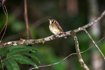 White throated Spadebill photographed in Caparao, Espirito Santo. Southeast of Brazil. Atlantic Forest Biome. Picture made in 2018.